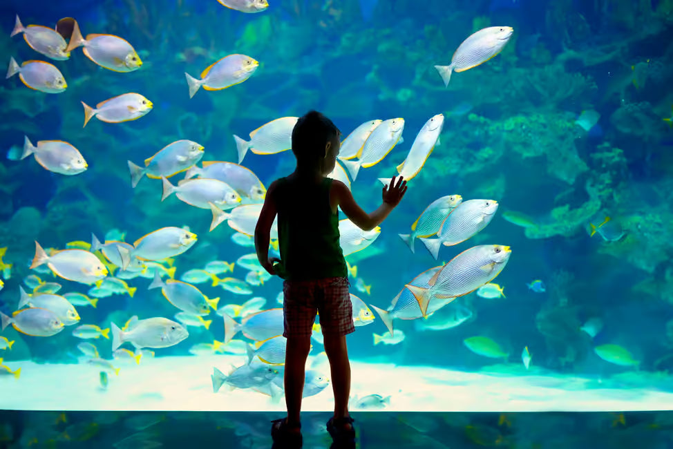 Oceanographic Museum of Monaco Ticket